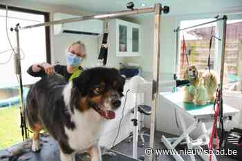 Essense hondenkapster schittert in Canadese wedstrijd (Essen) - Het Nieuwsblad