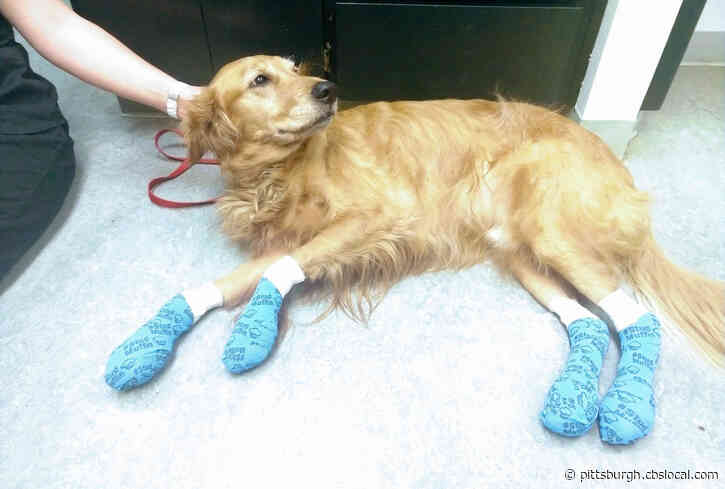 Vets Warn Pet Owners That Hot Pavement Can Burn Paws