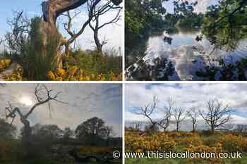 Caro Jones' photography exhibition of Epping Forest