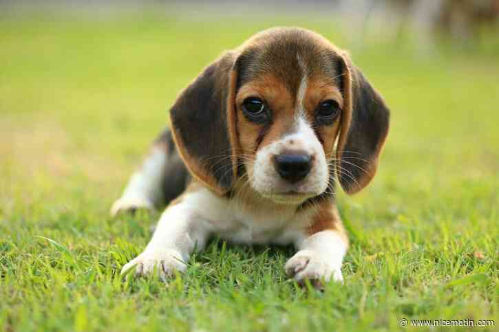 Ce jeune de Monaco avait tué son chiot: deux ans de prison avec sursis probatoire requis