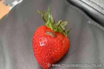 Croydon woman finds slug in Sainsbury's strawberries