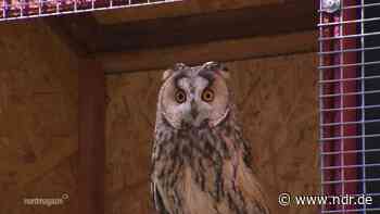 Ludwigslust-Parchim: Unfall-Station für verletzte Wildvögel - NDR.de