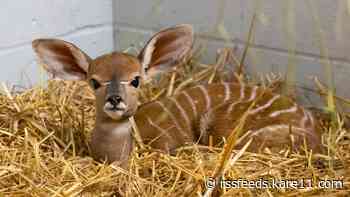 So cute! Como Park Zoo welcomes in a newborn lesser kudu antelope