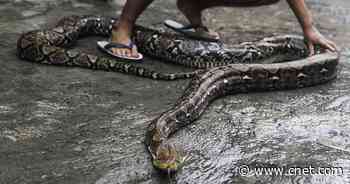 Python in toilet bites man, just like it did in your worst nightmare     - CNET