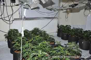 Police arrest three men and uncover two cannabis farms in St Helens - St Helens Star
