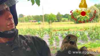 Cantù, falchetto con un'ala rotta salvato dai vigili del fuoco - IL GIORNO