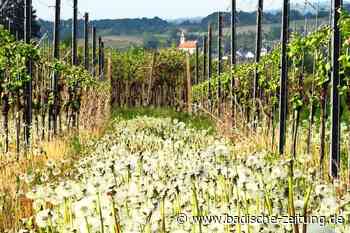 Die Nordweiler Winzergenossenschaft schrumpft - Kenzingen - Badische Zeitung