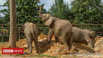 Elephants to travel to new home in Kenya from the UK