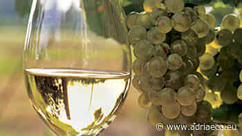 Un focus sul Verdicchio di Matelica - Adriaeco