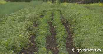 Alberta farmers assessing impacts of summer heat wave on crops, animals
