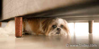 10 tips to protect pets and keep them calm during July Fourth fireworks