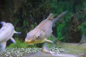 US Proposes Removing Colorado River Fish's Endangered Status