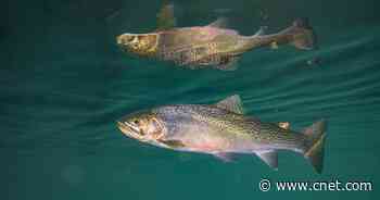 Meth in our waterways can create addicted trout looking for a fix     - CNET