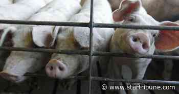 New US rules to protect animal farmers expected soon