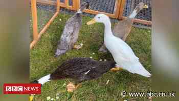 Duck theft leaves Blackpool schoolchildren devastated