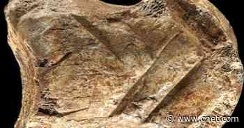 What a 51,000-year-old carved deer bone tells us about Neanderthals     - CNET