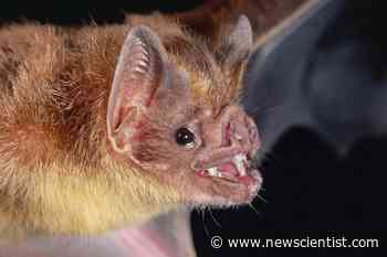 Vampire bats live in female-only groups and share their food - New Scientist News