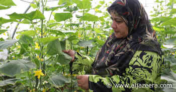 Revolutionising Lebanon’s agriculture sector as food runs out - Al Jazeera English