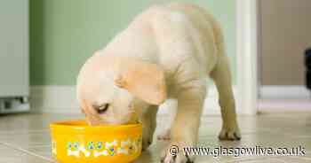 Dog food recalled over salmonella fears posing risk to human health - Glasgow Live