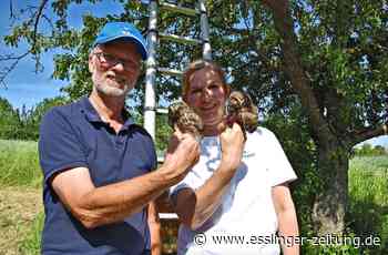 Eulen-Beringung in Ostfildern - Ein gutes Jahr für den Kauz - esslinger-zeitung.de