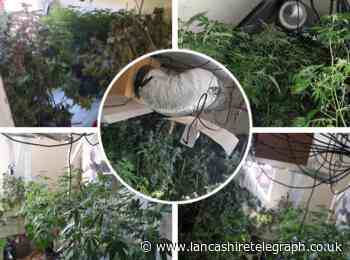 Three men run from police after giant cannabis factory discovered in house