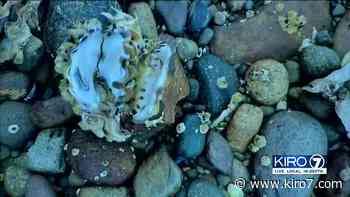 'A forest fire in Puget Sound': Heat wave bakes Washington shellfish industry - KIRO Seattle