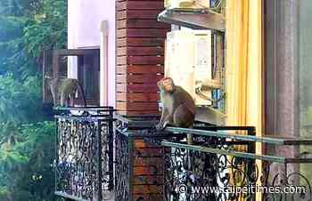 People near Nantou forest complain of macaques begging - 台北時報