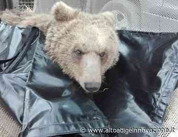 Catturato e rimesso in libertà con radiocollare l'orso di Marlengo - Alto Adige Innovazione