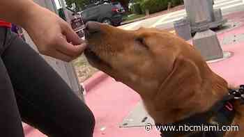 The Four-Legged Heroes on the Front Lines of Surfside Search and Rescue