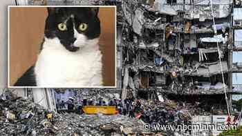 Judge Denied Condo Demolition Delay While Families Claimed Pets Were Alive Inside