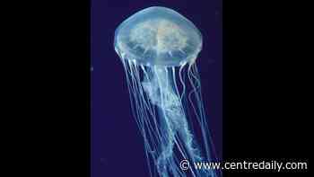 Mystery grows over why thousands of jellyfish are gathering along Rhode Island coast - Centre Daily Times