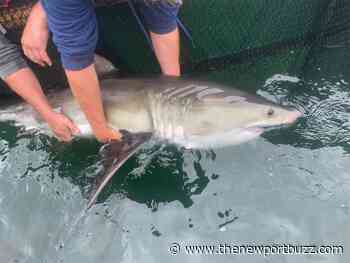 Atlantic Shark Institute Tags Second Great White Shark in Rhode Island Waters - Newport Buzz