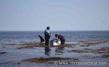 Minke Whale Found Dead In Rhode Island - NBC Connecticut