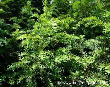 So lush, So green, and Oh so poisonous