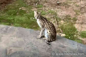 Atlanta woman wakes up to find serval cat in bed after husband leaves door open