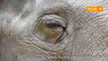 Älteste in Europa: Die bewegende Geschichte eines Augsburger Elefanten