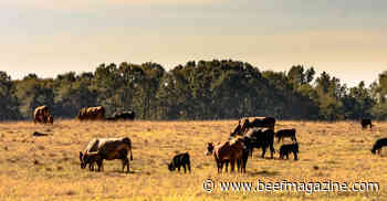 Drought tools on hand for cattle producers