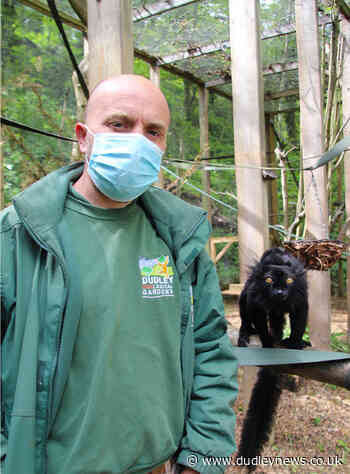 Dudley Zoo staff are part of global effort to protect endangered black lemurs - Dudley News