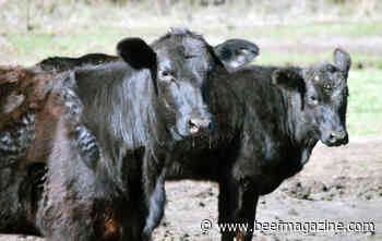 Study: Traditional methods not finding some harmful bacteria in cattle
