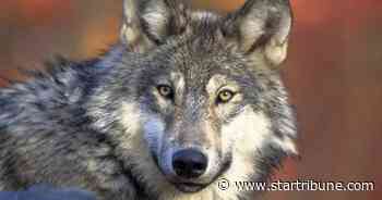 Minnesota DNR: No wolf season until 2022 at soonest