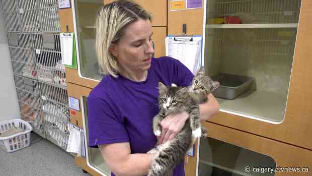 Animal shelters need food for kittens