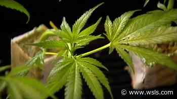 Danville City Council approves guidelines for medical marijuana dispensaries - WSLS 10