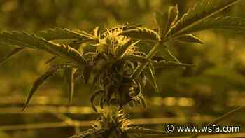 Alabamians warned against pre-registration for medical marijuana - WSFA