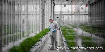 Tilray marks milestone German weed harvest and launches medical prescriptions drive - MarketWatch
