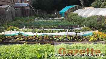 Alice Bonifacio on Hackney's Growing Communities garden - Hackney Gazette