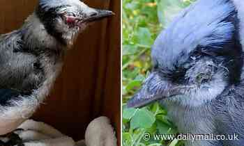 Mysterious illness blinding and killing thousands of songbirds now reported in nine US states