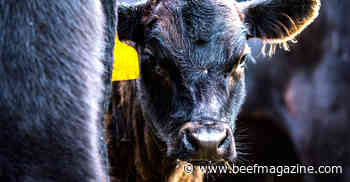 Beef Improvement Federation honors current, future leaders of industry