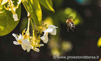Sembra incredibile ma coltivare quest’erba aromatica terrà sempre lontane le vespe - Proiezioni di Borsa