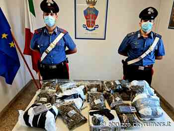 Giulianova, arrestato spacciatore della movida: in casa 10kg di erba - Ultime Notizie Cityrumors.it - News Ultima ora - CityRumors.it