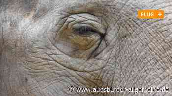 Ältester Elefant Europas: Über die lange Reise der Augsburgerin Targa